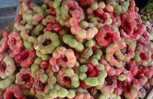 Pithecellobium Dulce Manila Tamarind Fruit Tree Seeds