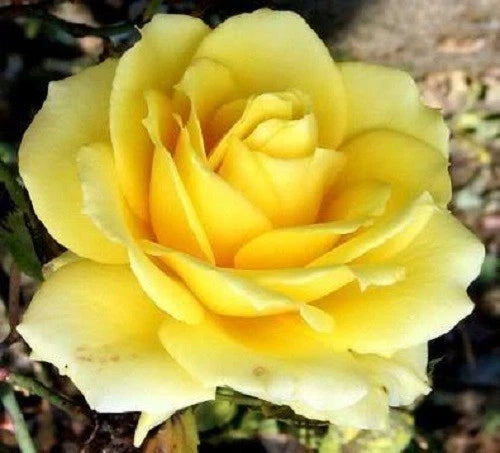 Mixed Color Rose – Perennial Garden Flower Seeds