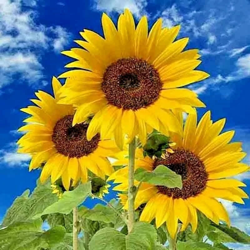 Dwarf Sunflower Helianthus Annuus Giant Single Flower Seeds