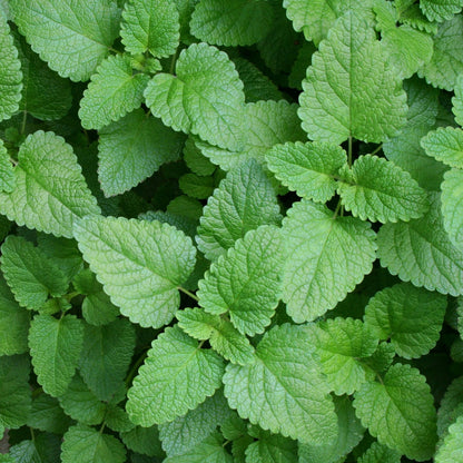 Lemon Balm Melissa Officinalis Fragrant Herb Seeds