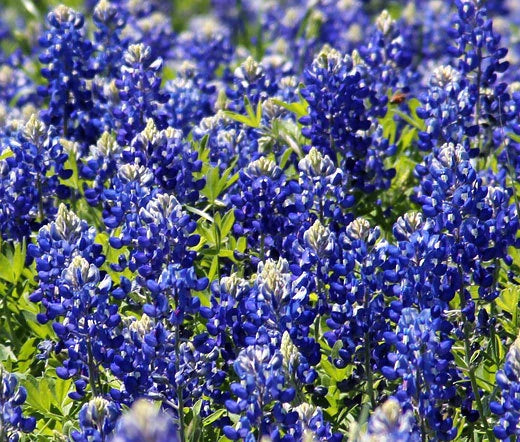 Texas Bluebonnet Lupinus Texensis – Garden Flower Seeds