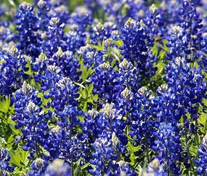Texas Bluebonnet Lupinus Texensis – Garden Flower Seeds