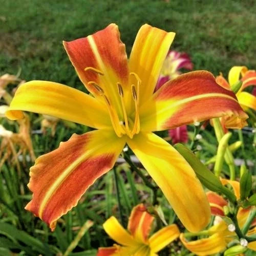 Caballero Daylily Hemerocallis – Perennial Garden Flower Seeds