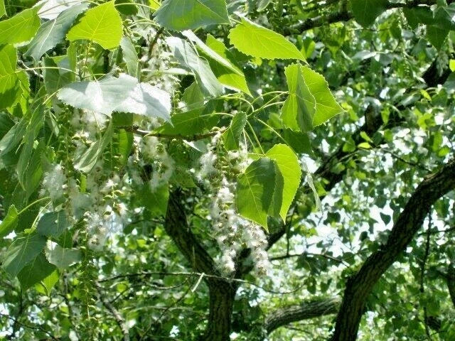 Eastern Cottonwood Populus Deltoides – Hardy Ornamental Tree Seeds
