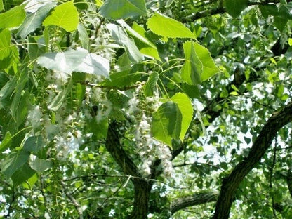 Eastern Cottonwood Populus Deltoides – Hardy Ornamental Tree Seeds