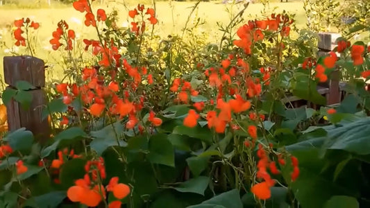 Phaseolus Coccineus Seeds Scarlet Emperor Runner Bean Vine NonGMO Garden Category eg, Flower Seeds