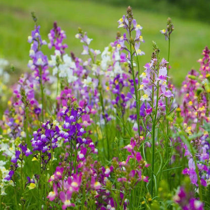 Linaria Maroccana – Colorful Garden Flower Seeds