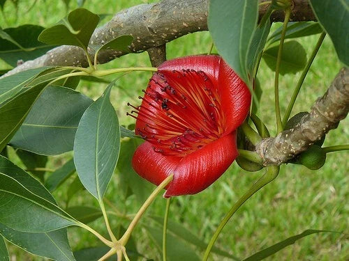 Red Silk Cotton Bombax Ceiba – Edible Fruit Tree Seeds