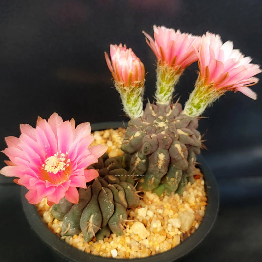 Eriosyce Odieri Subsp Glabrescens Succulent Cactus Garden Seeds