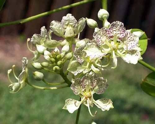 Bauhinia Semla Orchid Tree B Retusa B Roxburghiana Usa – Flower Seeds