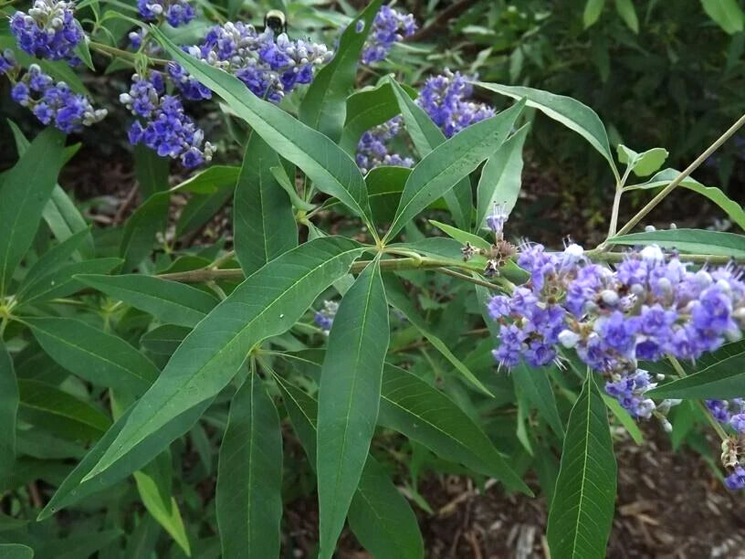 Abbeville Blue Chaste Tree Vitex Agnus-Castus – Flowering Tree Seeds