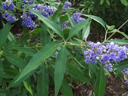 Abbeville Blue Chaste Tree Vitex Agnus-Castus – Flowering Tree Seeds