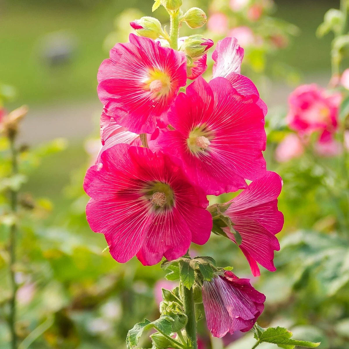 Hollyhock – Hardy Wildflower Garden Seeds