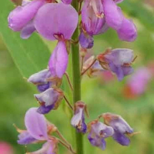 Illinois Tick Trefoil – Hardy Wildflower Garden Seeds