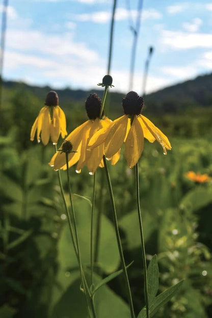 Weeping Coneflower Seeds for Planting ( Seeds) - Easy to Grow - Ratibida pinn