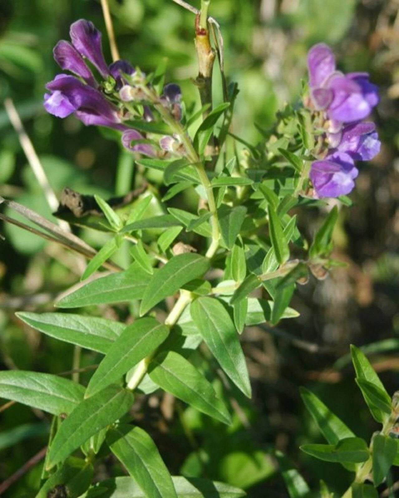 Scutellaria Baicalensis – Baikal Skullcap Perennial Herb Seeds