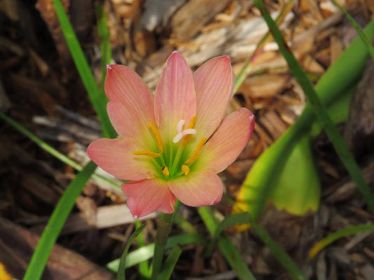 Rain Lily Zephyranthes Abacos Apricot Habranthus - Fruit Seeds