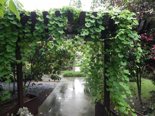 Aristolochia Littoralis – Calico Dutchman’s Pipe Vine Seeds