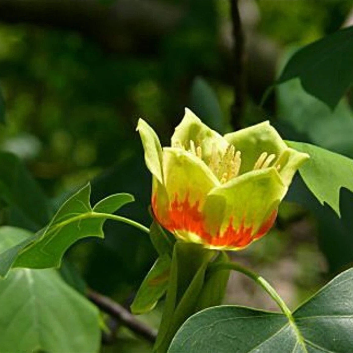 Tulip Tree Liriodendron Tulipifera – Cold Hardy Flowering  Tree Seeds