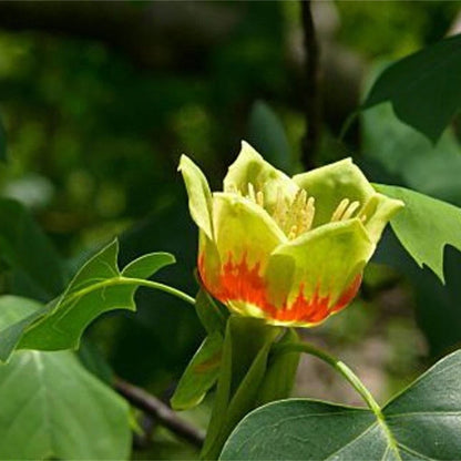 Tulip Tree Liriodendron Tulipifera – Cold Hardy Flowering  Tree Seeds