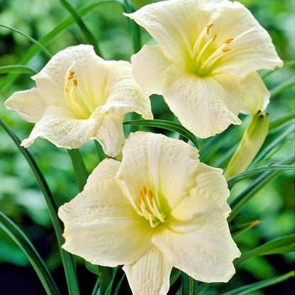 Joan Senior Daylily Hemerocallis – Perennial Flower Seeds