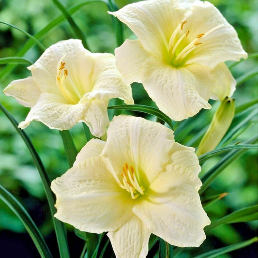 Joan Senior Daylily Hemerocallis – Perennial Flower Seeds