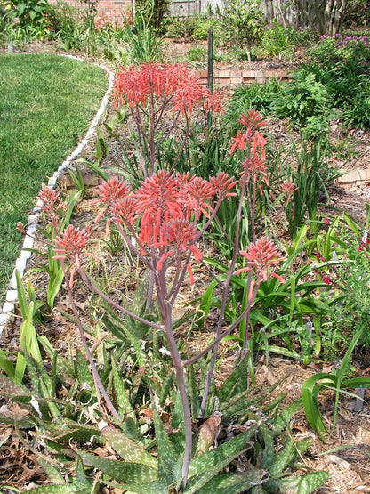Aloe Saponaria Repeat – Hardy Flower Seeds