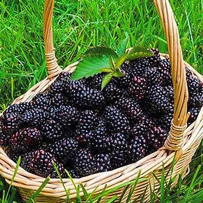 Black Mulberry Morus Nigra – Hardy Fruit Tree Seeds