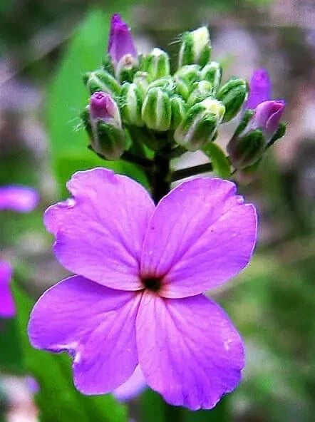 Dames Rocket Flower Seeds for Planting Hesperis matronalis ( Seeds)