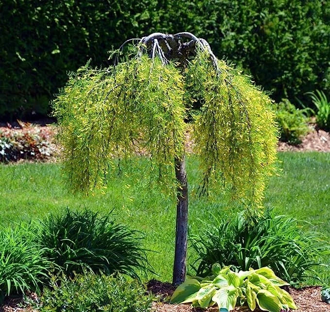 Siberian Peashrub Seeds for Planting (30 Seeds) Attractive Bush That Blooms Flow