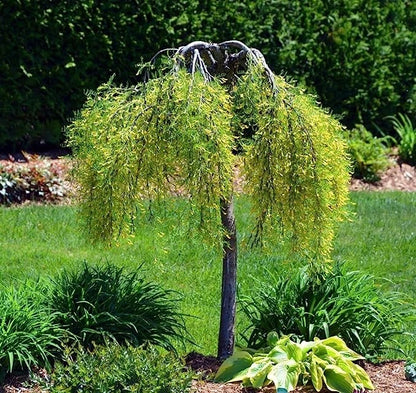 Siberian Peashrub Seeds for Planting (30 Seeds) Attractive Bush That Blooms Flow