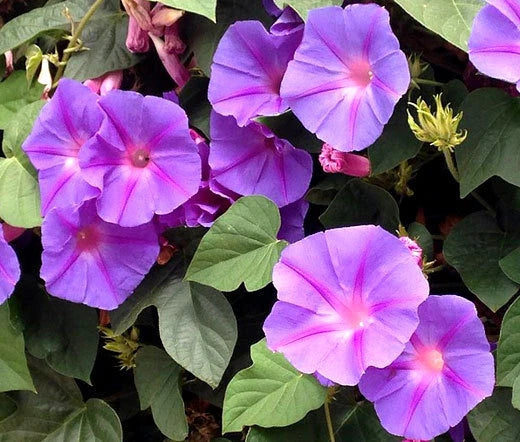 Morning Glory Mixed Colors Ipomoea Purpurea – Climbing Flower Seeds