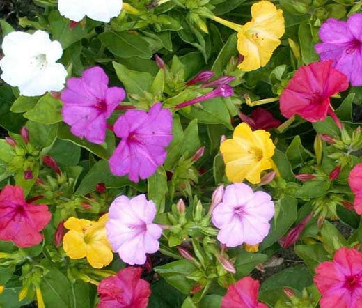 Four O'Clock Mirabilis Jalapa – Garden Flower Seeds