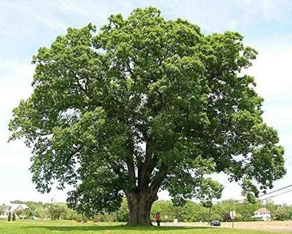 Black Willow Tree Cuttings Beautiful Shade And Privacy Tree Image