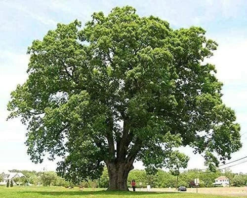 Black Willow Tree Cuttings Beautiful Shade And Privacy Tree Image