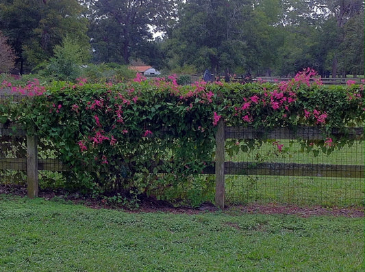 Coral Vine Antigonon Leptopus – Everblooming Climbing Flower Seeds