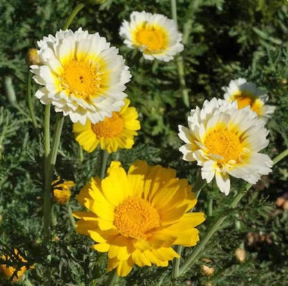 Garland Daisy Chrysanthemum Edible Japanese Green Seeds