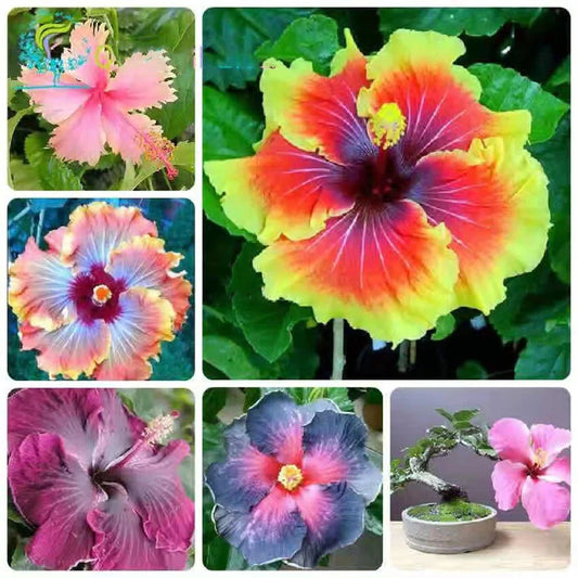 Hibiscus Rosa-Sinensis Red-Purple Garden Flower Seeds