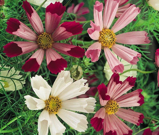 Cosmos Sea Shells Cosmos Bipinnatus – Colorful Garden Flower Seeds