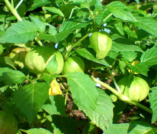 Cape Gooseberry Physalis Peruviana – Edible Fruit Garden Seeds