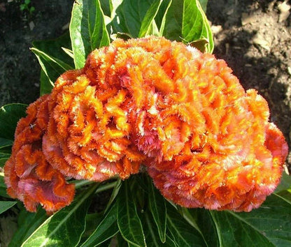 Cockscomb Celosia Cristata Nana Jessica – Orange Dwarf Flower Seeds