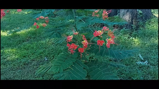 Caesalpinia Pulcherrima Pink – Ornamental Shrub Tree Seeds