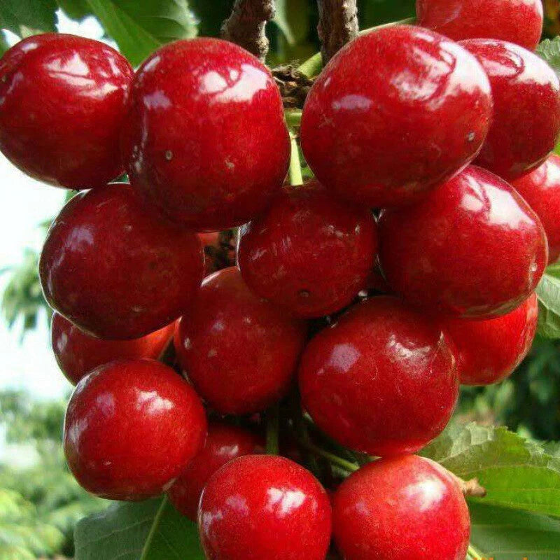 Red Cherry – Edible Fruit Tree Seeds