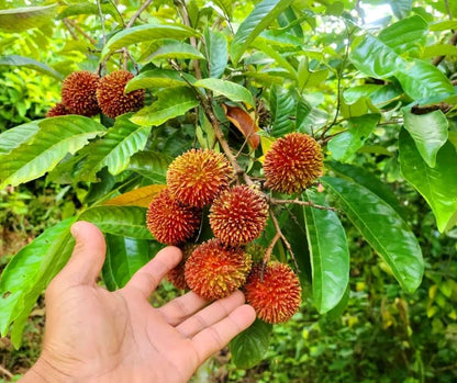 Pulasan Nephelium Mutabile – Grafted Fruit Tree Seeds