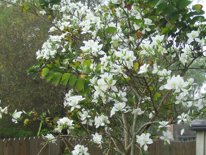 Bauhinia Alba – Flower Seeds