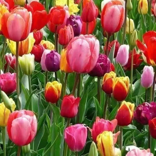 Mix Tulip – Colorful, Mixed, Garden Flower Seeds for Planting