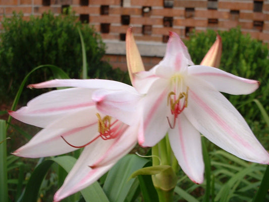 Crinum Lily Digweedii Helen Mcrory Large Blooming-Size Bulb