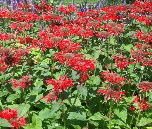 Bee Balm Scarlet Red Monarda Didyma Fragrant Garden Flower Seeds