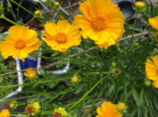 Lanceleaf Coreopsis Yellow Perennial Flower Garden Seeds