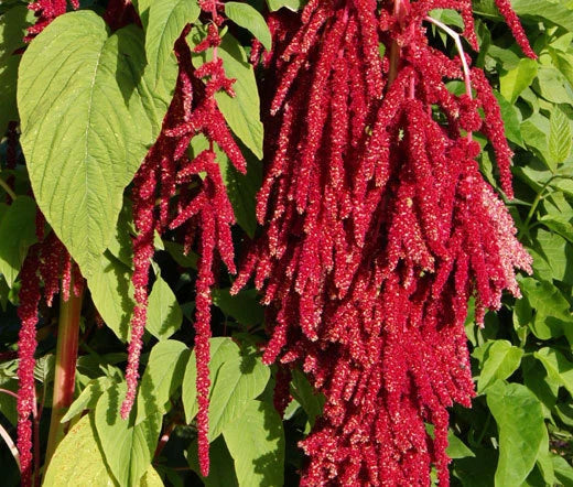 Amaranthus Love Lies Bleeding Red Amaranthus Caudatus – Striking Perennial Garden Flower Seeds